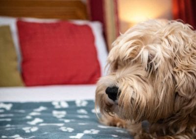 Dog Friendly Hotel | Forest of Dean - The Speech House Hotel