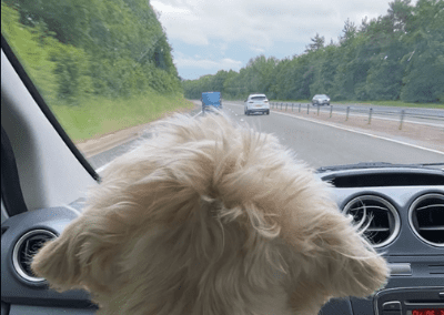 Luca in the Van | Dog friednyl stays Gloucestershire | Speech House Hotel | Dog friendly cotswolds