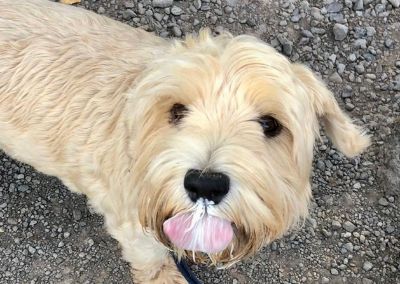 Doggy Ice Cream | Luca eating icecream | Utterly Mutterly