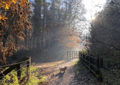 Walking in the Forest of Dean | Dog Friendly Accommodation | Speech House Hotel