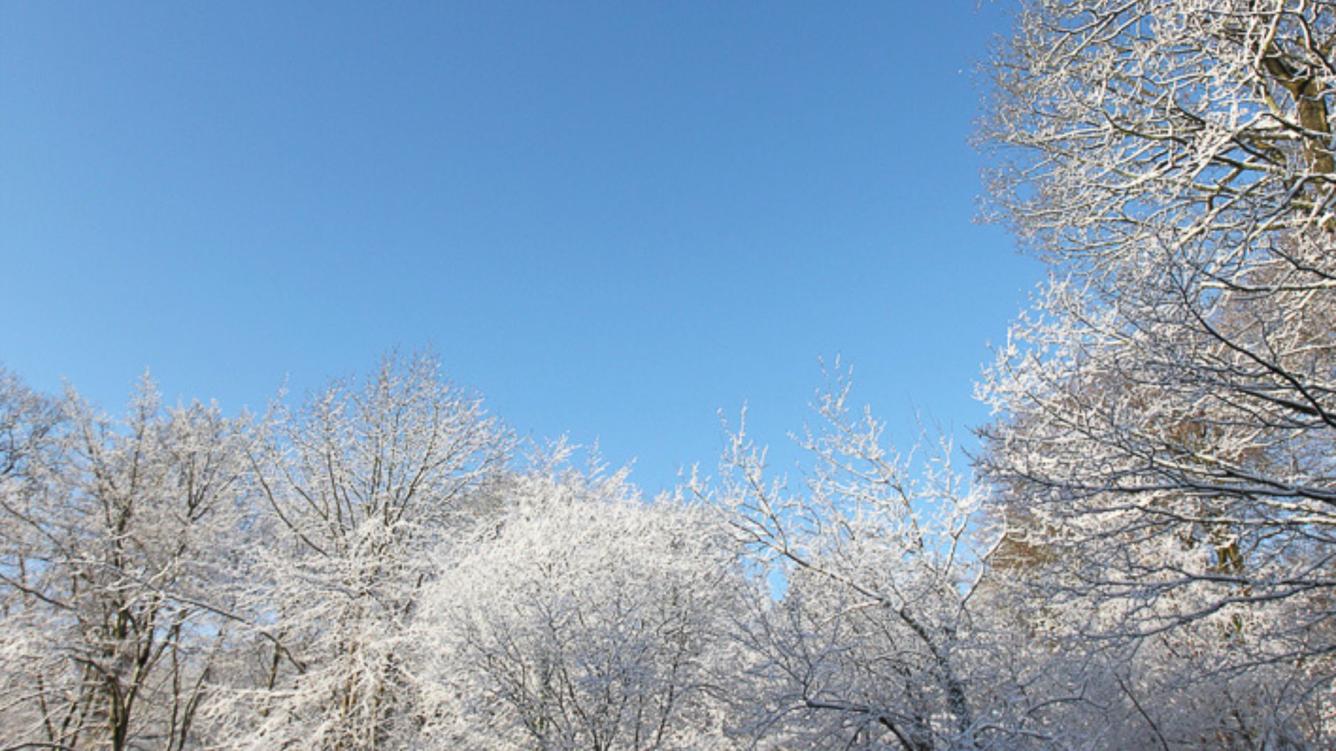 Trees in snow - trees in the forest of dean - snow covered trees speech house hotel - 3* hotel Gloucestershire