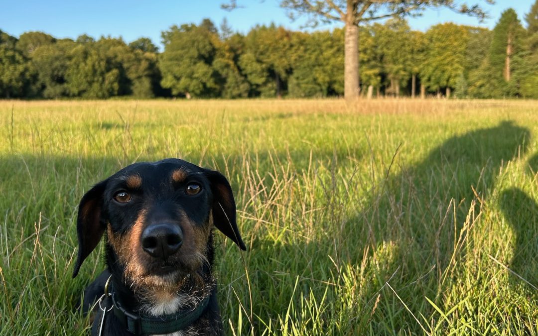 Dog Friendly Stays in The Forest of Dean
