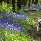 Spring Hotel Breaks | 3* Hotel Forest of Dean - The Speech House Hotel