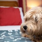 Dog Friendly Hotel | Forest of Dean - The Speech House Hotel