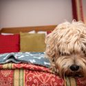 Dog Friendly Hotel | Forest of Dean - The Speech House Hotel