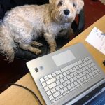 Dog Friendly Hotel | Forest of Dean - The Speech House Hotel