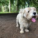 Dog Friendly Hotel | Forest of Dean - The Speech House Hotel
