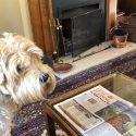 Dog Friendly Hotel | Forest of Dean - The Speech House Hotel
