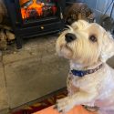 Dog Friendly Hotel | Forest of Dean - The Speech House Hotel