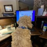 Dog Friendly Hotels Forest of Dean - The Speech House Hotel